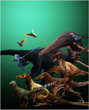 獸腳類恐龍中有多個驅動飛行潛能的起源。一系列精選的早期鳥類和近親，包括了沒有飛行能力、接近和已經衝破驅動飛行潛能門檻的種類。圖片提供：Julius T Csotonyi和文嘉棋。
